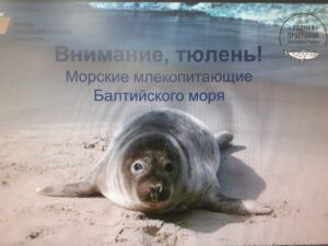 Акция Внимание тюлень